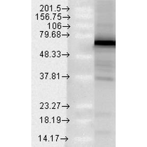 Anti-TRAP1 Mouse Monoclonal Antibody [clone: Trap1-6]