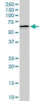 Anti-PPP2R1A Goat Polyclonal Antibody