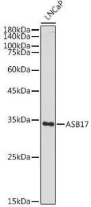 Antibody A306030-100 100 µl