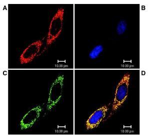 Anti-TRAP1 Mouse Monoclonal Antibody [clone: Trap1-6]