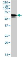 Anti-SH2B1 Mouse Polyclonal Antibody