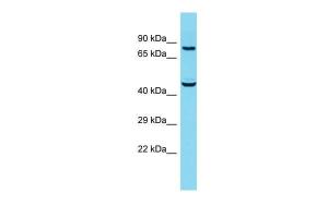 Anti-SUSD5 Rabbit Polyclonal Antibody