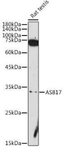 Antibody A306030-100 100 µl