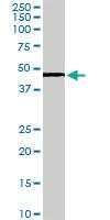 Anti-SERPINE1 Goat Polyclonal Antibody