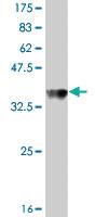 Anti-ACBD3 Mouse Polyclonal Antibody