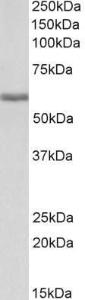 Antibody anti-FGB A82847-100 100 µg