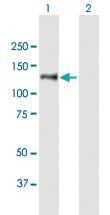 Anti-PREX2 Mouse Polyclonal Antibody