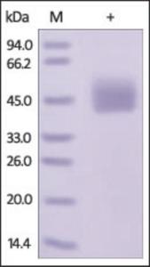 The purity of Mouse PDL1 was determined by DTT-reduced (+) SDS-PAGE and staining overnight with Coomassie Blue.