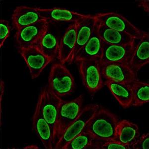 Immunofluorescent analysis of HeLa cells stained with Anti-Histone H1 Antibody [rAE-4] followed by Goat Anti-Mouse IgG (CF and #174; 488) (Green). Phalloidin is used to label cell membrane (Red)