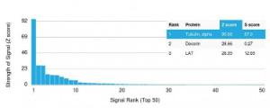 Analysis of protein array containing more than 19000 full-length human proteins using Anti-alpha Tubulin Antibody [TUBA/3038].