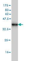 Anti-ACBD3 Mouse Monoclonal Antibody [clone: 2G2]