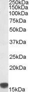 Anti-S100A9 Goat Polyclonal Antibody