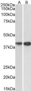 Anti-EXOG Goat Polyclonal Antibody