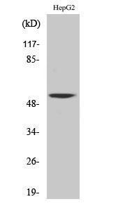 Western blot analysis of various cells using Anti-CAMK5 Antibody