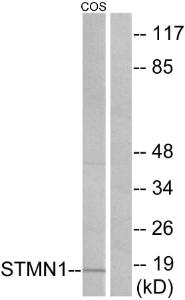 Anti-Stathmin 1 antibody