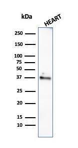 Western blot analysis of human heart tissue lysate using Anti-Histone H1 Antibody [rAE-4]