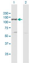 Anti-DDB1 Mouse Polyclonal Antibody