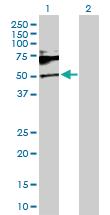 Anti-SH2B1 Rabbit Polyclonal Antibody