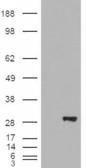 HEK293 overexpressing BDH2 (RC210586) and probed with Anti-BDH2 Antibody (A84456) (mock transfection in first lane), tested by Origene