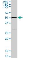 Anti-TSC22D1 Rabbit Polyclonal Antibody