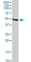 Anti-LYAR Mouse Polyclonal Antibody