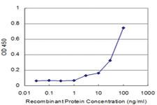 Anti-MAZ Mouse Monoclonal Antibody [clone: 2F4]