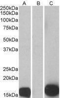 Anti-S100A7 Goat Polyclonal Antibody