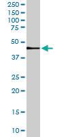 Anti-MC3R Goat Polyclonal Antibody