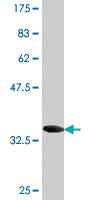 Anti-ACBD3 Mouse Monoclonal Antibody [clone: 2H2]