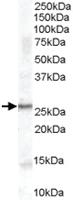 Anti-POMC Goat Polyclonal Antibody