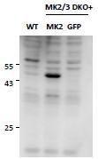 Anti-MAPKAPK2 Antibody (A82852) (0.5 µg/ml) staining of MEF lysates (35 µg protein in RIPA buffer), from double KO mice in second and third lanes and rescued by introduction of MK2 gene in second lane. Primary incubation was 2 hour. Detected by chemiluminescence