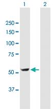 Anti-DDC Mouse Polyclonal Antibody