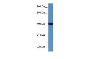 Anti-PTER Rabbit Polyclonal Antibody