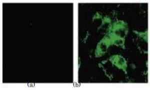 Anti-SARS Spike Glycoprotein Antibod