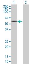 Anti-DDC Mouse Polyclonal Antibody