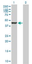 Anti-LYAR Mouse Polyclonal Antibody