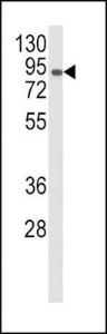 Anti-AOC3 Rabbit Polyclonal Antibody (FITC (Fluorescein))