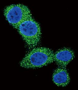 Anti-BBC3 Rabbit polyclonal antibody