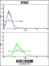 Anti-FLCN Rabbit Polyclonal Antibody (PE (Phycoerythrin))