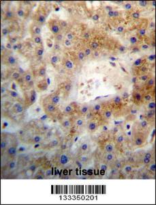 Anti-ARHGEF26 Rabbit Polyclonal Antibody (FITC (Fluorescein Isothiocyanate))