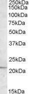 Anti-APOBEC3C Antibody (A84461) (05 µg/ml) staining of Daudi lysate (35 µg protein in RIPA buffer) Primary incubation was 1 hour Detected by chemiluminescence