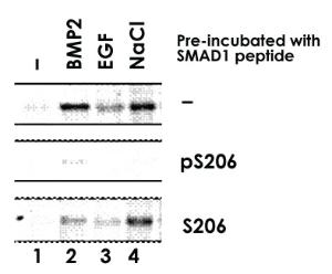 Anti-SMAD1 Rabbit Polyclonal Antibody