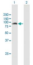 Anti-ANKMY1 Mouse Polyclonal Antibody