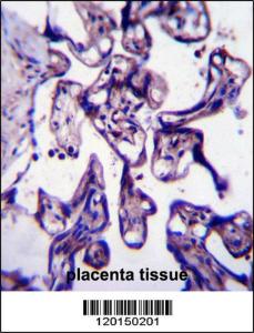 Anti-CRTC2 Rabbit Polyclonal Antibody (FITC (Fluorescein Isothiocyanate))