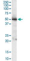 Anti-PDHX Goat Polyclonal Antibody