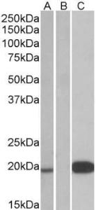 Anti-UCN3 Goat Polyclonal Antibody