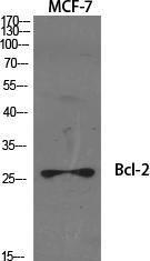 Western blot analysis of various cells using Anti-BCL-2 Antibody