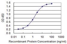 Anti-MB Mouse Monoclonal Antibody [clone: 4F8]