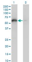 Anti-BAG4 Mouse Monoclonal Antibody [clone: 2G9]