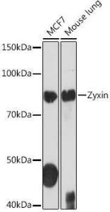 Western blot analysis of extracts of various cell lines, using Anti-Zyxin Antibody [ARC1906] (A308962) at 1:1,000 dilution The secondary antibody was Goat Anti-Rabbit IgG H&L Antibody (HRP) at 1:10,000 dilution Lysates/proteins were present at 25 µg per lane